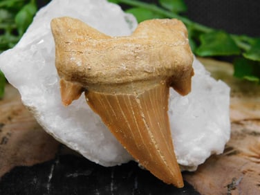 JEWELRY SALE! ROCK STONE LAPIDARY SPECIMEN