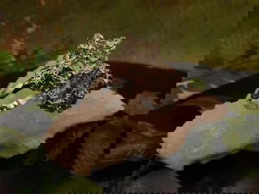 JEWELRY SALE! ROCK STONE LAPIDARY SPECIMEN