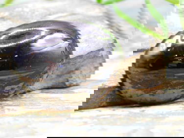 JEWELRY SALE! ROCK STONE LAPIDARY SPECIMEN