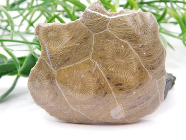 JEWELRY SALE! ROCK STONE LAPIDARY SPECIMEN