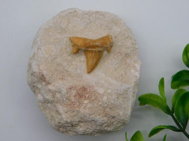 SHARK TOOTH IN MATRIX ROCK STONE LAPIDARY SPECIMEN