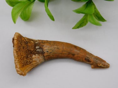 SAWFISH TOOTH ROCK STONE LAPIDARY SPECIMEN