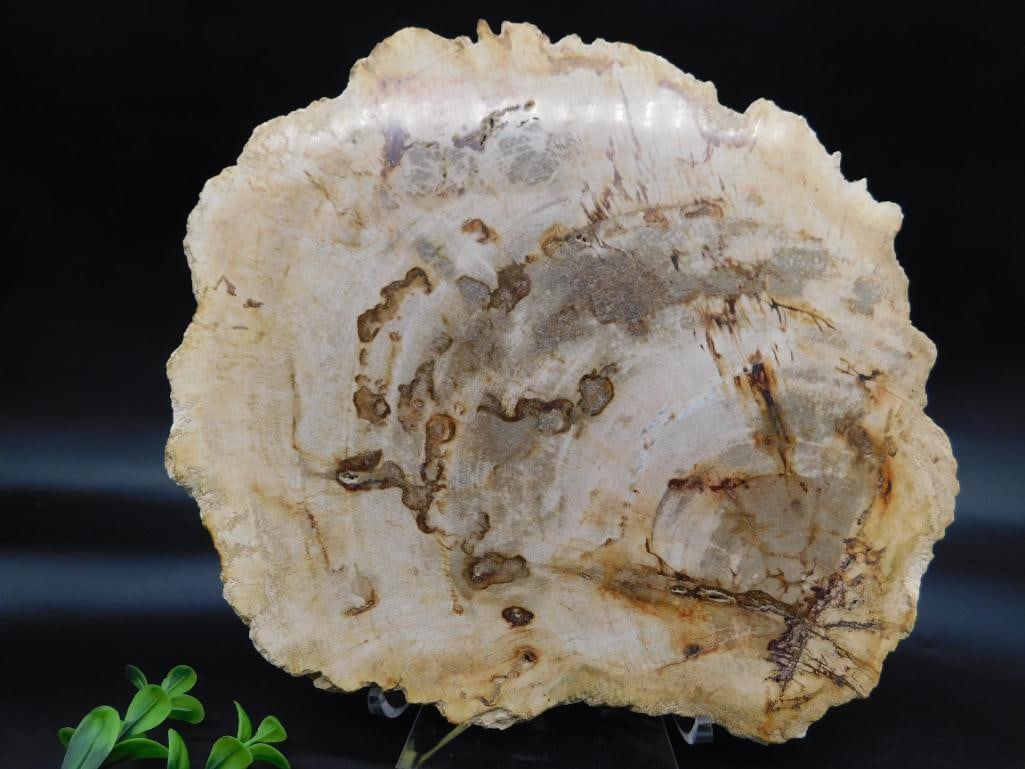 PETRIFIED WOOD SLAB ROCK STONE LAPIDARY SPECIMEN (1 of 2)