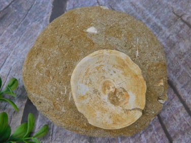 Fossilized Bone Embedded in Sedimentary Rock