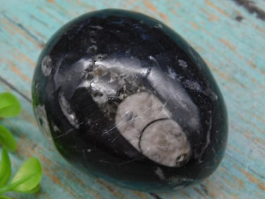 ORTHOCERAS EGG ROCK STONE LAPIDARY SPECIMEN