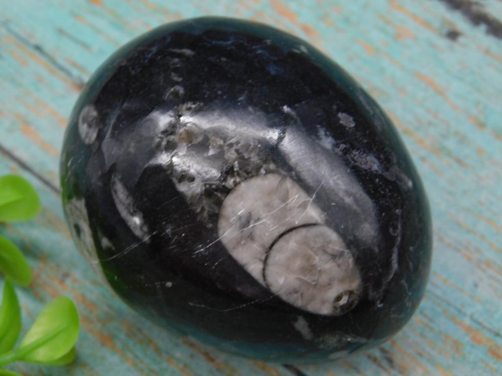 ORTHOCERAS EGG ROCK STONE LAPIDARY SPECIMEN (1 of 2)