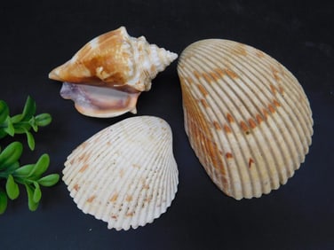 SEA SHELLS