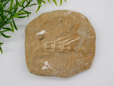 FOSSIL IN MATRIX ROCK STONE LAPIDARY SPECIMEN