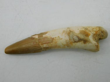 SPINOSAURUS TOOTH ROCK STONE LAPIDARY SPECIMEN
