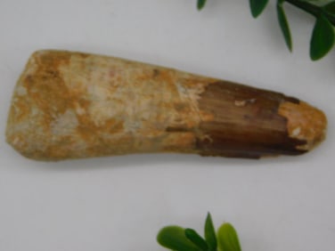 SPINOSAURUS TOOTH ROCK STONE LAPIDARY SPECIMEN