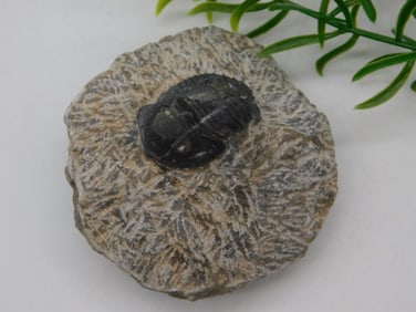 TRILOBITE FOSSIL IN MATRIX ROCK STONE LAPIDARY SPECIMEN