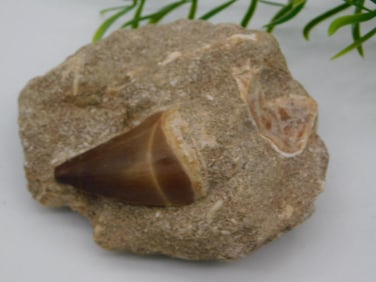 DINOSAUR TOOTH IN MATRIX ROCK STONE LAPIDARY SPECIMEN