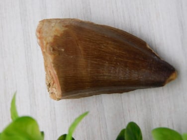 DINOSAUR TOOTH ROCK STONE LAPIDARY SPECIMEN