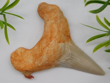 SHARK TOOTH ROCK STONE LAPIDARY SPECIMEN