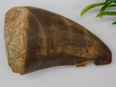 DINOSAUR TOOTH ROCK STONE LAPIDARY SPECIMEN