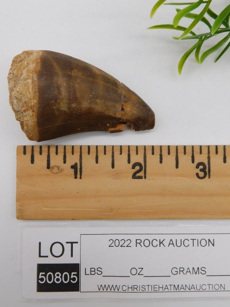 DINOSAUR TOOTH ROCK STONE LAPIDARY SPECIMEN - 2