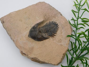 TRILOBITE FOSSIL IN MATRIX ROCK STONE LAPIDARY SPECIMEN