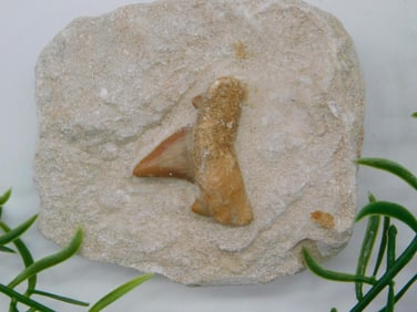 SHARK TOOTH IN MATRIX ROCK STONE LAPIDARY SPECIMEN