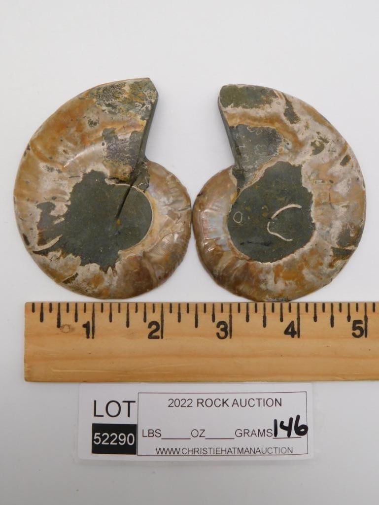 MAPLE LEAF PATTERN AMMONITE PAIR ROCK STONE LAPIDARY SPECIMEN - 2