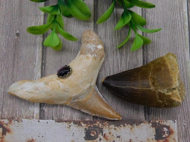 SHARK AND DINOSAUR TEETH ROCK STONE LAPIDARY SPECIMEN