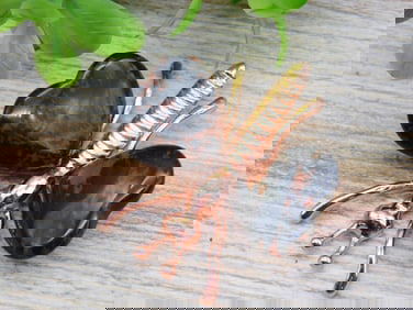MAHOGANY OBSIDIAN BUTTERFLY ROCK STONE LAPIDARY SPECIMEN