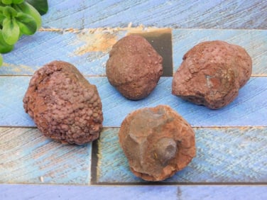 COPROLITE ROCK STONE LAPIDARY SPECIMEN