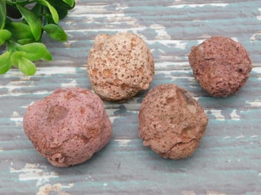 COPROLITE ROCK STONE LAPIDARY SPECIMEN