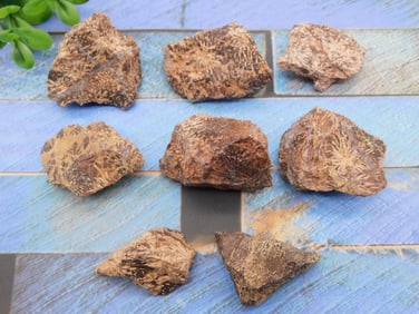 STARBURST JASPER ROCK STONE LAPIDARY SPECIMEN