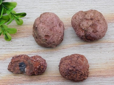 COPROLITE ROCK STONE LAPIDARY SPECIMEN