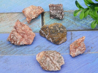 LEOPARD SKIN JASPER ROCK STONE LAPIDARY SPECIMEN