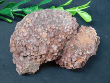COPROLITE ROCK STONE LAPIDARY SPECIMEN