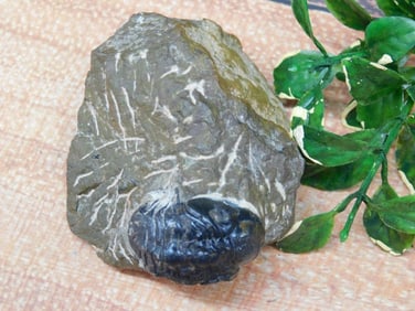 TRILOBITE ROCK STONE LAPIDARY SPECIMEN