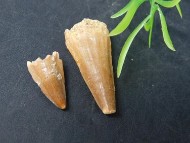 MOSASAUR TEETH ROCK STONE LAPIDARY SPECIMEN