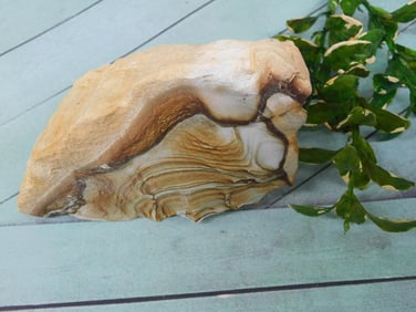 JASPER ROCK STONE LAPIDARY SPECIMEN