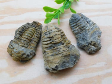 TRILOBITE ROCK STONE LAPIDARY SPECIMEN