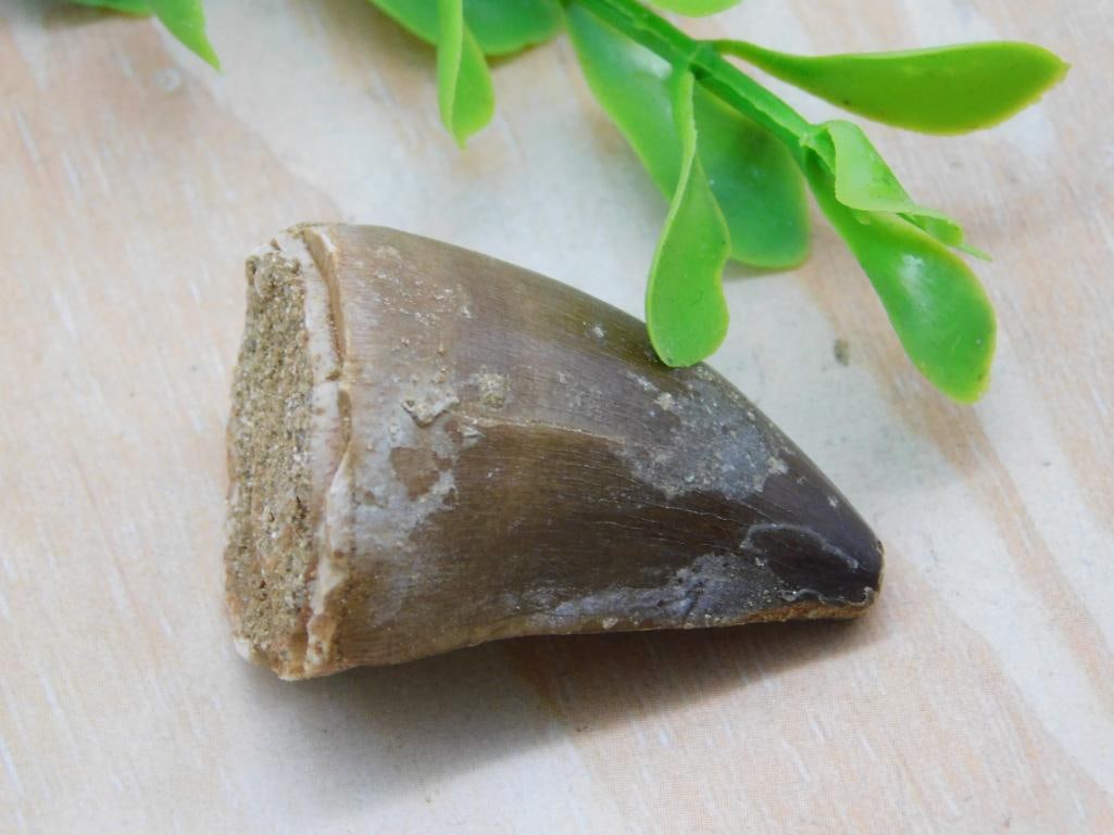 MOSASAUR TOOTH ROCK STONE LAPIDARY SPECIMEN: MOSASAUR TOOTH ROCK STONE LAPIDARY SPECIMEN