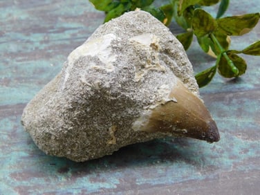 MOSASAUR TOOTH ROCK STONE LAPIDARY SPECIMEN