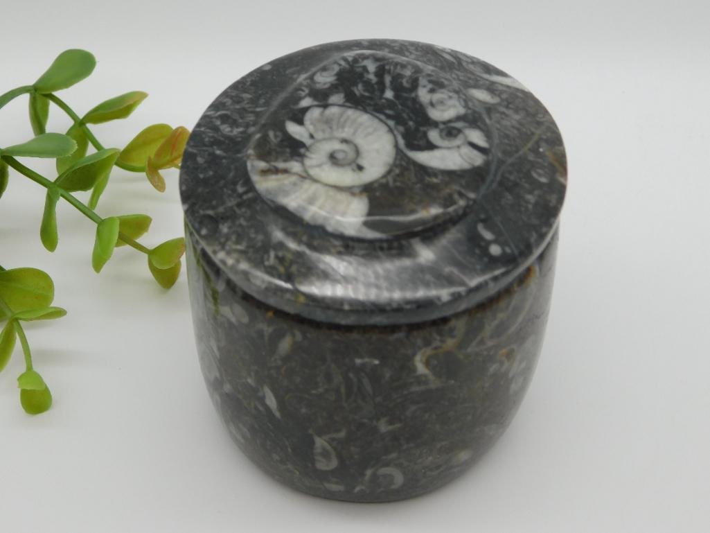 ORTHOCERAS TRINKET BOX ROCK STONE LAPIDARY SPECIMEN: ORTHOCERAS TRINKET BOX ROCK STONE LAPIDARY SPECIMEN