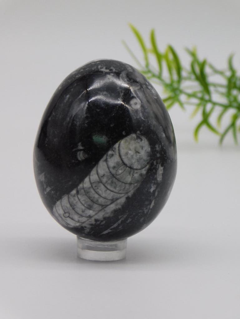ORTHOCERAS EGG ROCK STONE LAPIDARY SPECIMEN: ORTHOCERAS EGG ROCK STONE LAPIDARY SPECIMEN