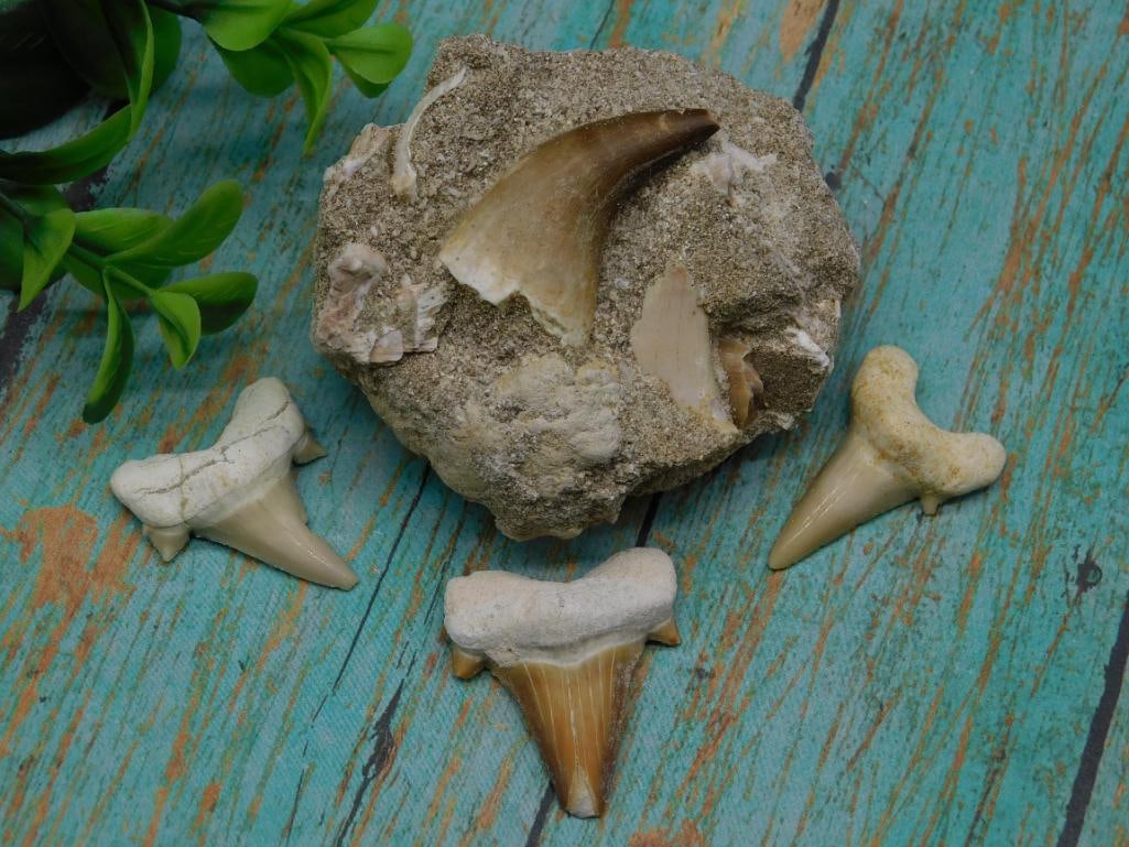 SHARK AND DINOSAUR TEETH ROCK STONE LAPIDARY SPECIMEN: SHARK AND DINOSAUR TEETH ROCK STONE LAPIDARY SPECIMEN