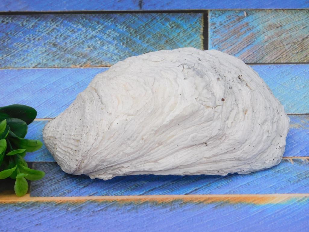 SHELL ROCK STONE LAPIDARY SPECIMEN: SHELL ROCK STONE LAPIDARY SPECIMEN