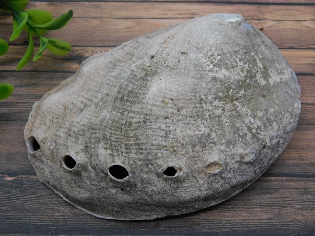 ABALONE SHELL: ABALONE SHELL