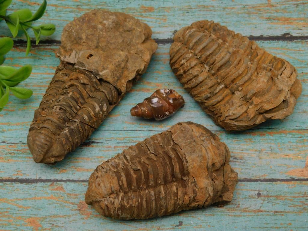 MIXED FOSSIL LOT ROCK STONE LAPIDARY SPECIMEN (1 of 2)
