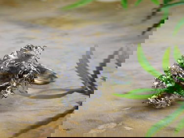 FLOWER RING ROCK STONE LAPIDARY SPECIMEN
