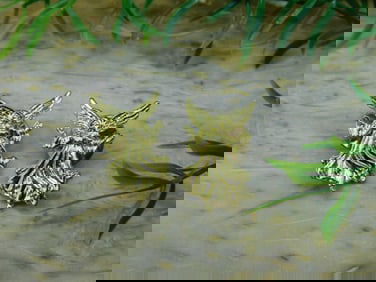 ANGEL PINS ROCK STONE LAPIDARY SPECIMEN