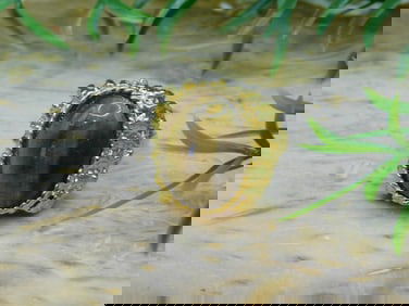 TIGERS EYE RING ROCK STONE LAPIDARY SPECIMEN