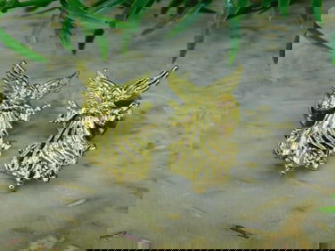 ANGEL PINS ROCK STONE LAPIDARY SPECIMEN