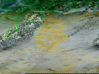 RING ROCK STONE LAPIDARY SPECIMEN