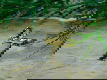 ANKH RING ROCK STONE LAPIDARY SPECIMEN