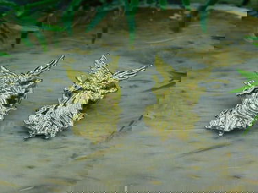 ANGEL PINS ROCK STONE LAPIDARY SPECIMEN